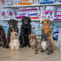 Animal Care Group Hoogvliet – Poortugaal Animal Care Group Hoogvliet – Poortugaal
