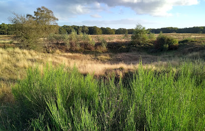 Goois Natuurreservaat Tafelbergheide – Blaricum
